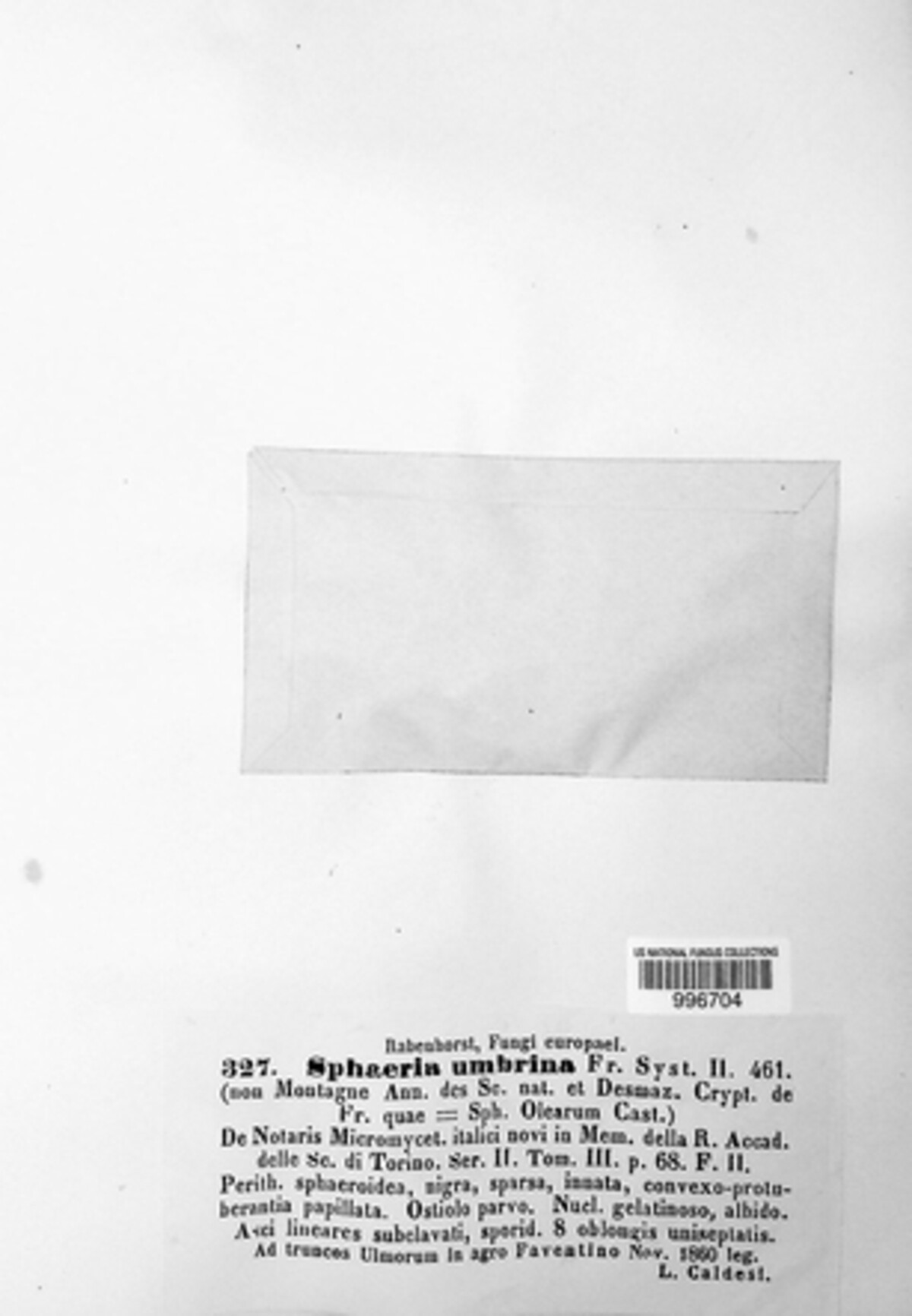 Nectria umbrina image